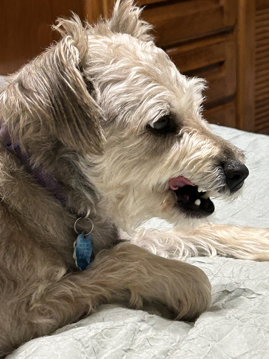 bandstreats's tweet image. Share your pet’s best pic for #tongueouttuesdays