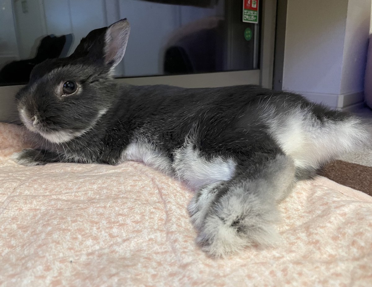 Post by うさぎのすず on X: おやすず💤