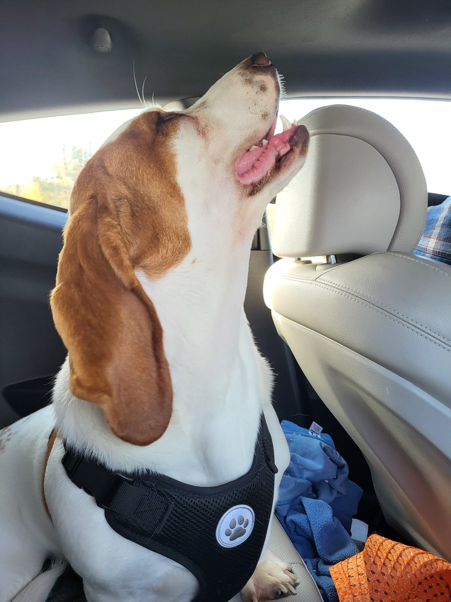 Dewey's first 'just because' car ride. He had fun. Hopefully I can turn him into a car ride buddy!