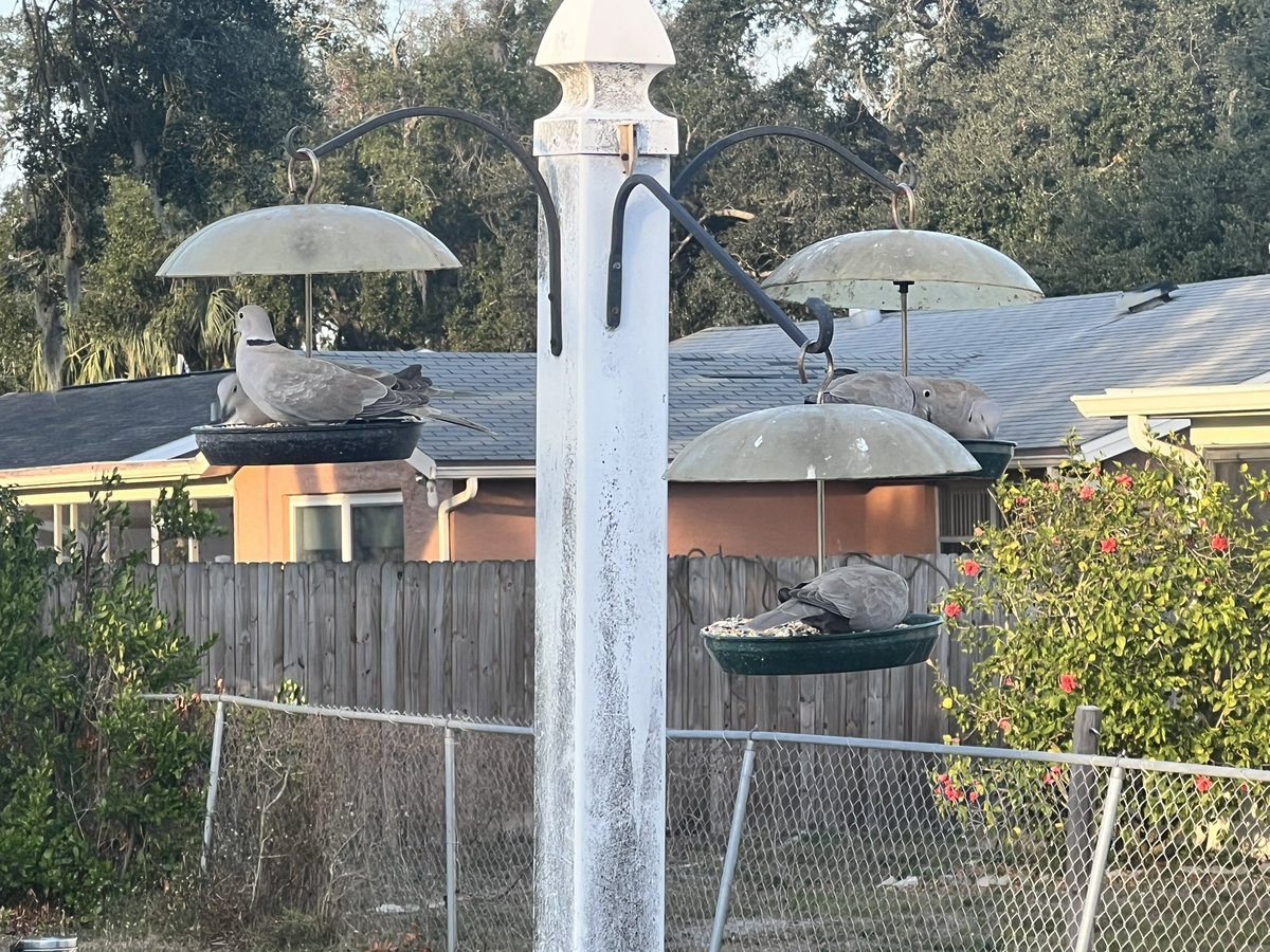 SkittlesFriends's tweet photo. Skittles: Hello Everyone, The Backyard Squirrel and Bird Cafe are open for business this #TuesdayMorning
🏡🌅🐦⬛🐿️
We hope that everyone has a
Pawsome Day.
☮️💖😺
#BirdsofTwitter
#SquirrelsofTwitter https://t.co/YKWPweZ15B
