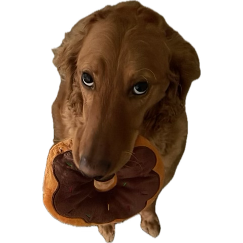 Hi yes I am coney follow me for more shenanigans