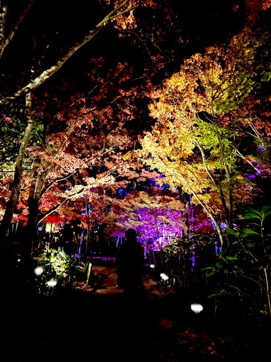 asumin_min0218's tweet image. 有馬の瑞宝寺公園

紅葉がライトアップされていてめちゃくちゃ綺麗でしたー🍁

こんな素敵な景色みられて今年もよかった♡

#紅葉
#Photo
#旅女