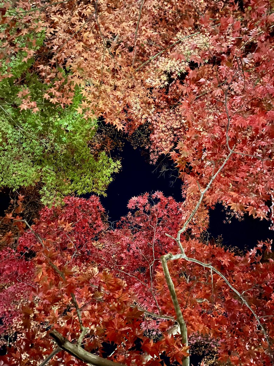 asumin_min0218's tweet image. 有馬の瑞宝寺公園

紅葉がライトアップされていてめちゃくちゃ綺麗でしたー🍁

こんな素敵な景色みられて今年もよかった♡

#紅葉
#Photo
#旅女