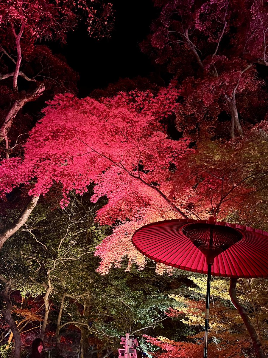 asumin_min0218's tweet image. 有馬の瑞宝寺公園

紅葉がライトアップされていてめちゃくちゃ綺麗でしたー🍁

こんな素敵な景色みられて今年もよかった♡

#紅葉
#Photo
#旅女