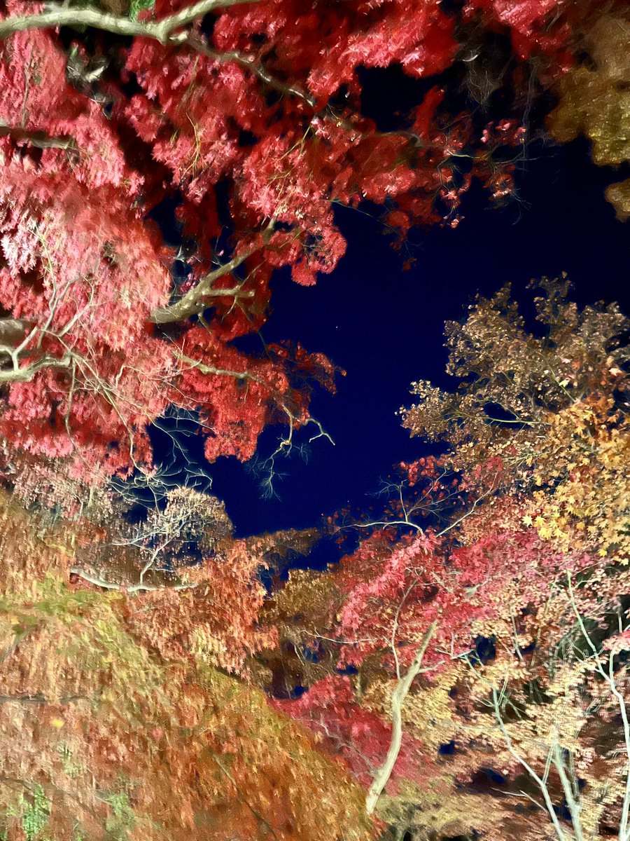 asumin_min0218's tweet image. 有馬の瑞宝寺公園

紅葉がライトアップされていてめちゃくちゃ綺麗でしたー🍁

こんな素敵な景色みられて今年もよかった♡

#紅葉
#Photo
#旅女