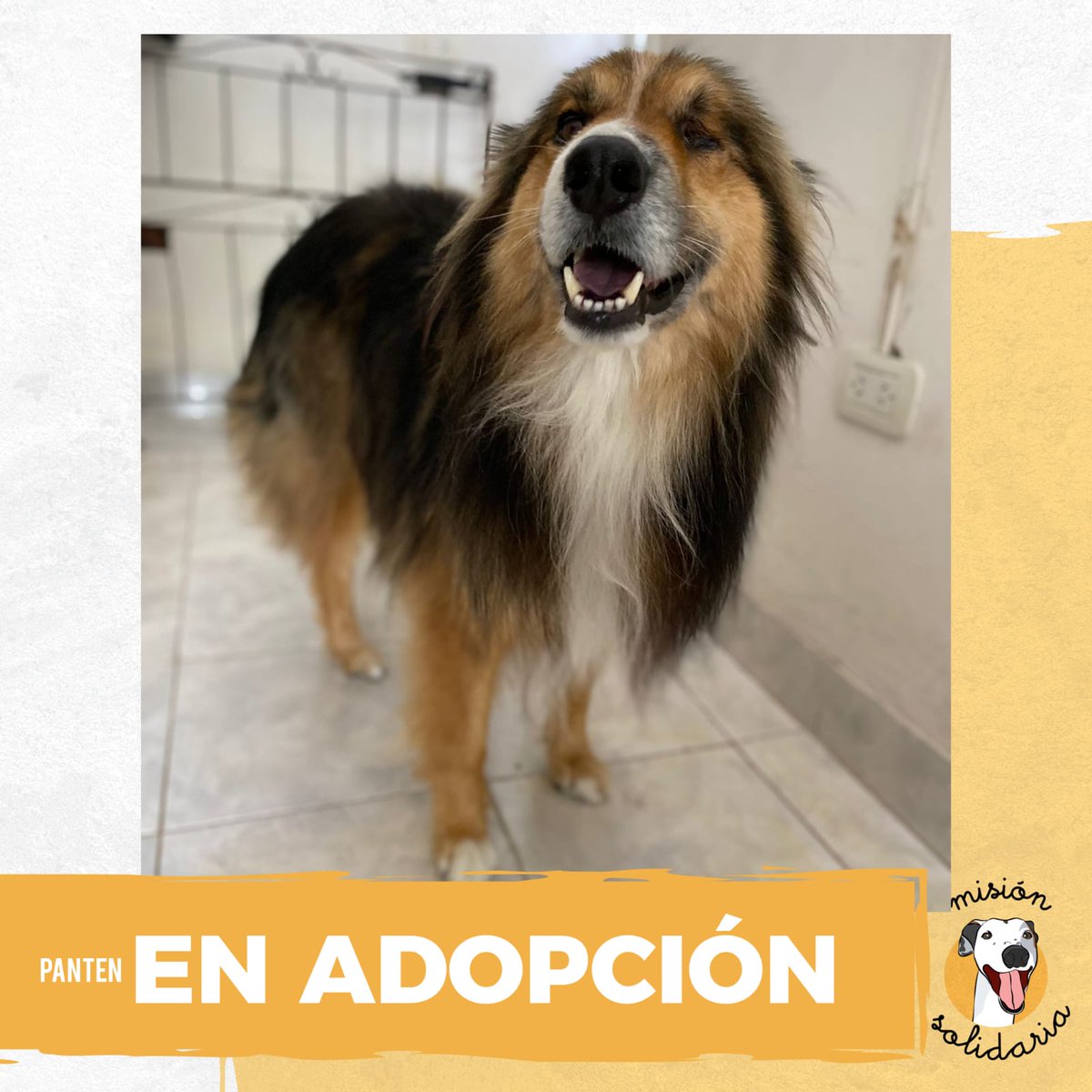 lagarzasosa_'s tweet image. Panten tiene 8 años es tamaño mediano. 
Se lleva bien con perros y gatos
Es de tamaño mediano. Está buscando una familia que lo ame (y lo peine).
Zonas caba y GBA. ¿Queres adoptarlo? 
Escribime!! misionsolidariatwitter@gmail.com 
Asunto: Mi perro Panten 💖
RT porfa