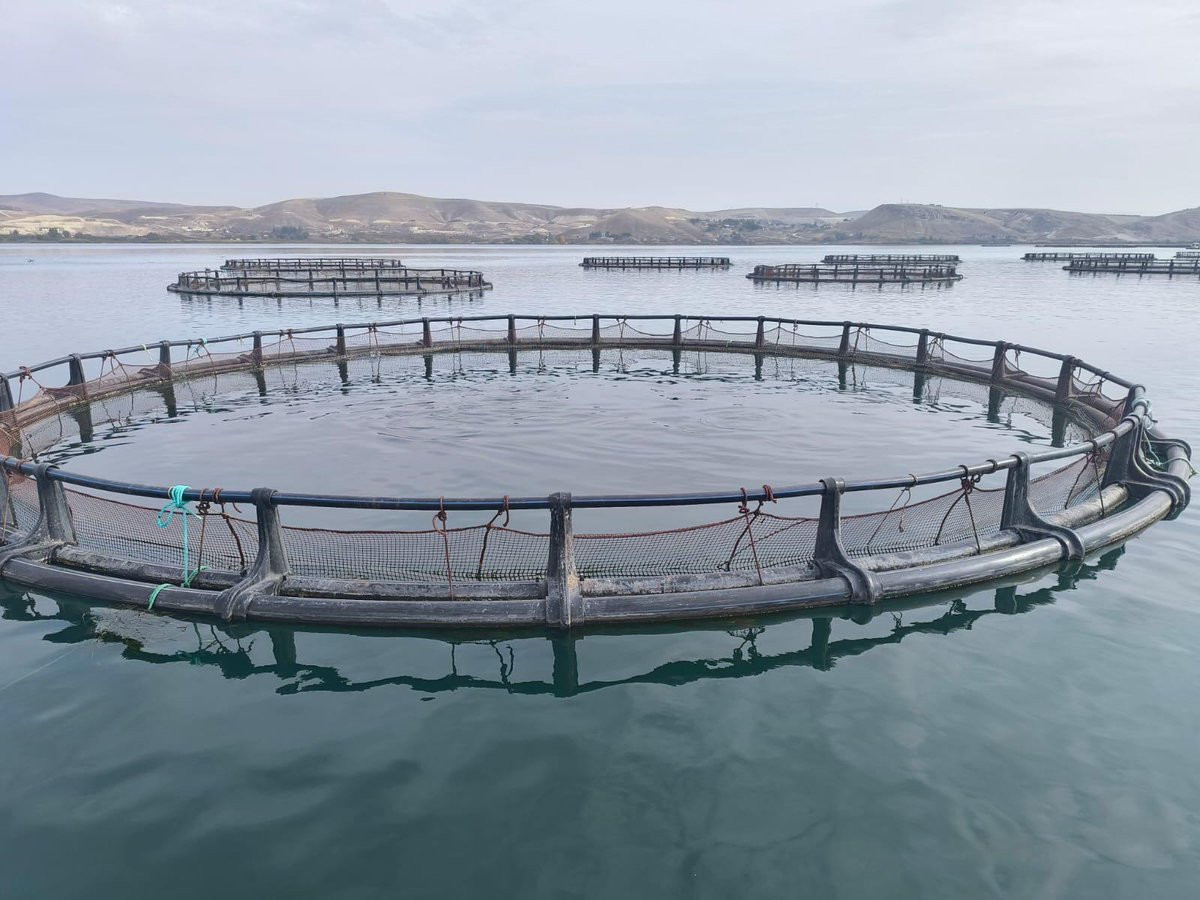 ✅Birecik ilçemiz genelinde geçtiğimiz yıl toplam 1 ton Mersin balığı ve 9.000 ton Türk somonu üretimi gerçekleştirilmiştir.