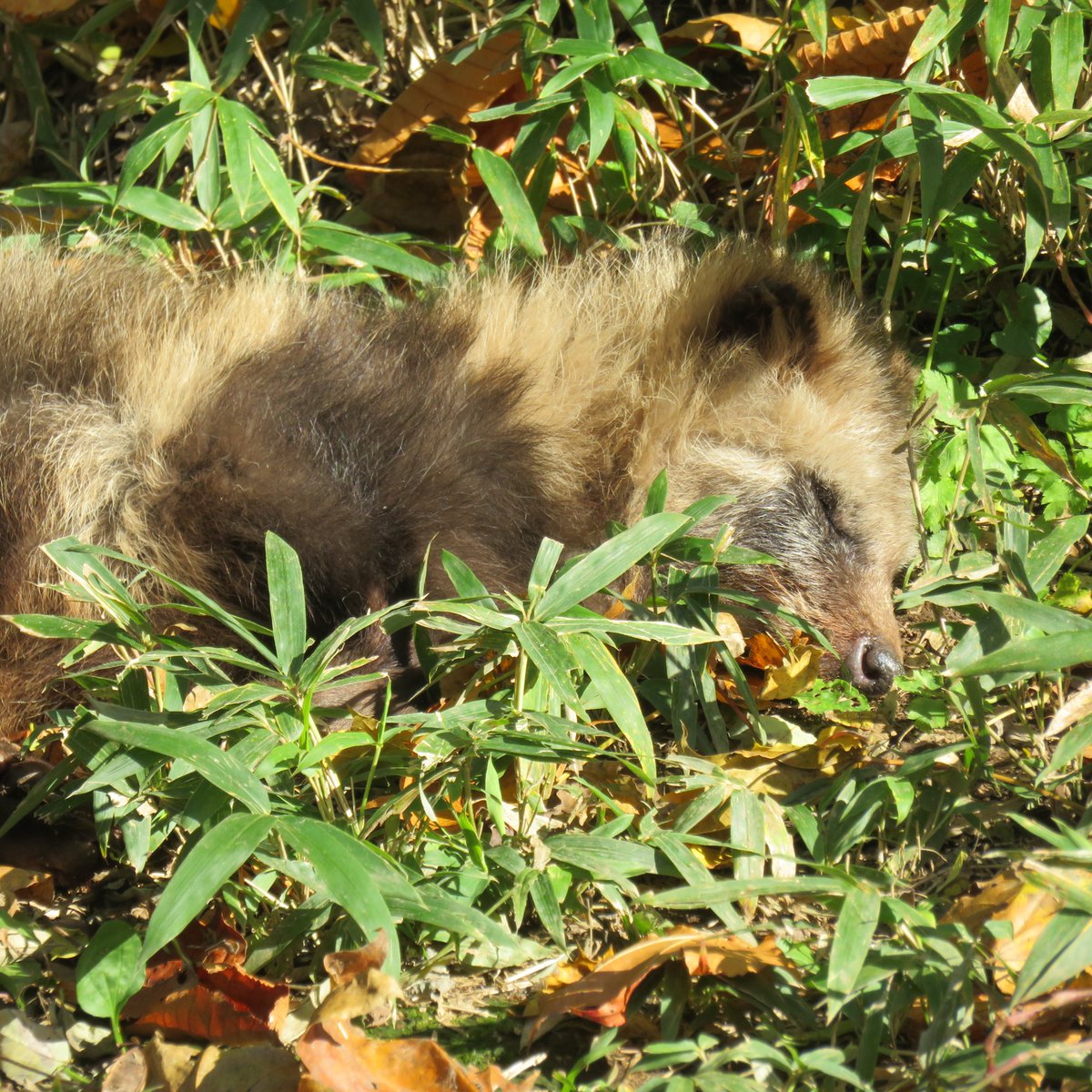 ZOOMOのたぬきたちにも会えました！ 高齢たぬきがくさむらですやすや