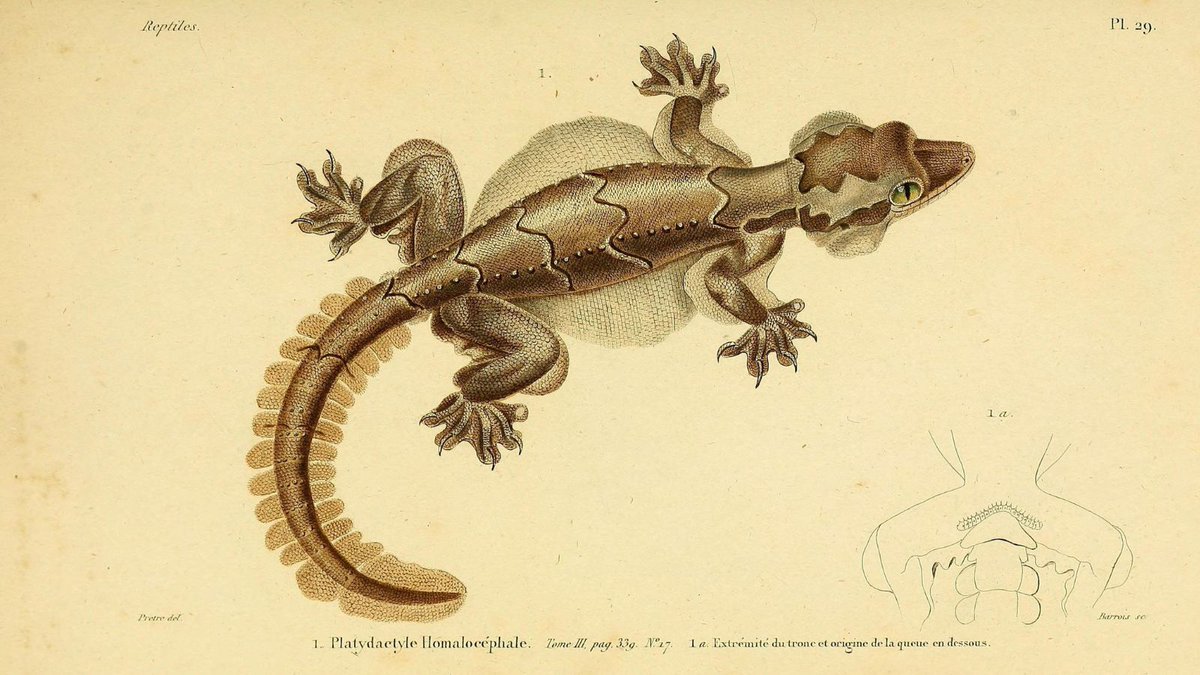 BioDivLibrary's tweet image. 🐠 #GiveBHLWings: After nearly two decades under the Smithsonian, BHL must become independent by 1 Jan. Your donation helps us take flight and keep 500 years of biodiversity knowledge accessible. 🧪 📖 #GivingTuesday #ILoveBHL #BHLTransition 💚 Give today: ancrywkv.donorsupport.co/page/GiveBHLWi…