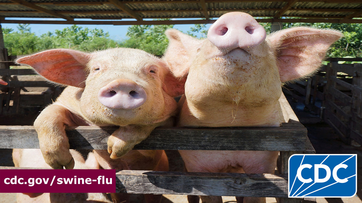 CDCFlu's tweet image. CDC reported a human infection with an A(H1N2)v flu virus that normally spreads in pigs. CDC recommends that people in contact with pigs &amp;amp; some other animals take specific precautions. More here: tinyurl.com/yck565zc