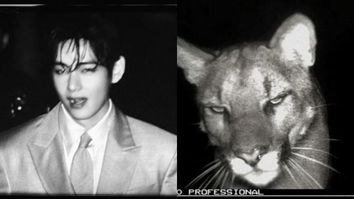 kth_muse's tweet photo. ✧Same expression, different species. https://t.co/37dFRXcCUG