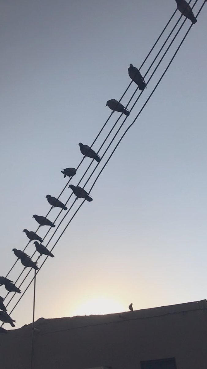 نُورَة tweet media