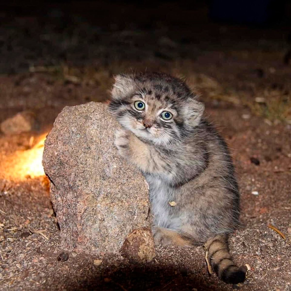 Grumpy Manul (@grumpy_manul) on Twitter photo 