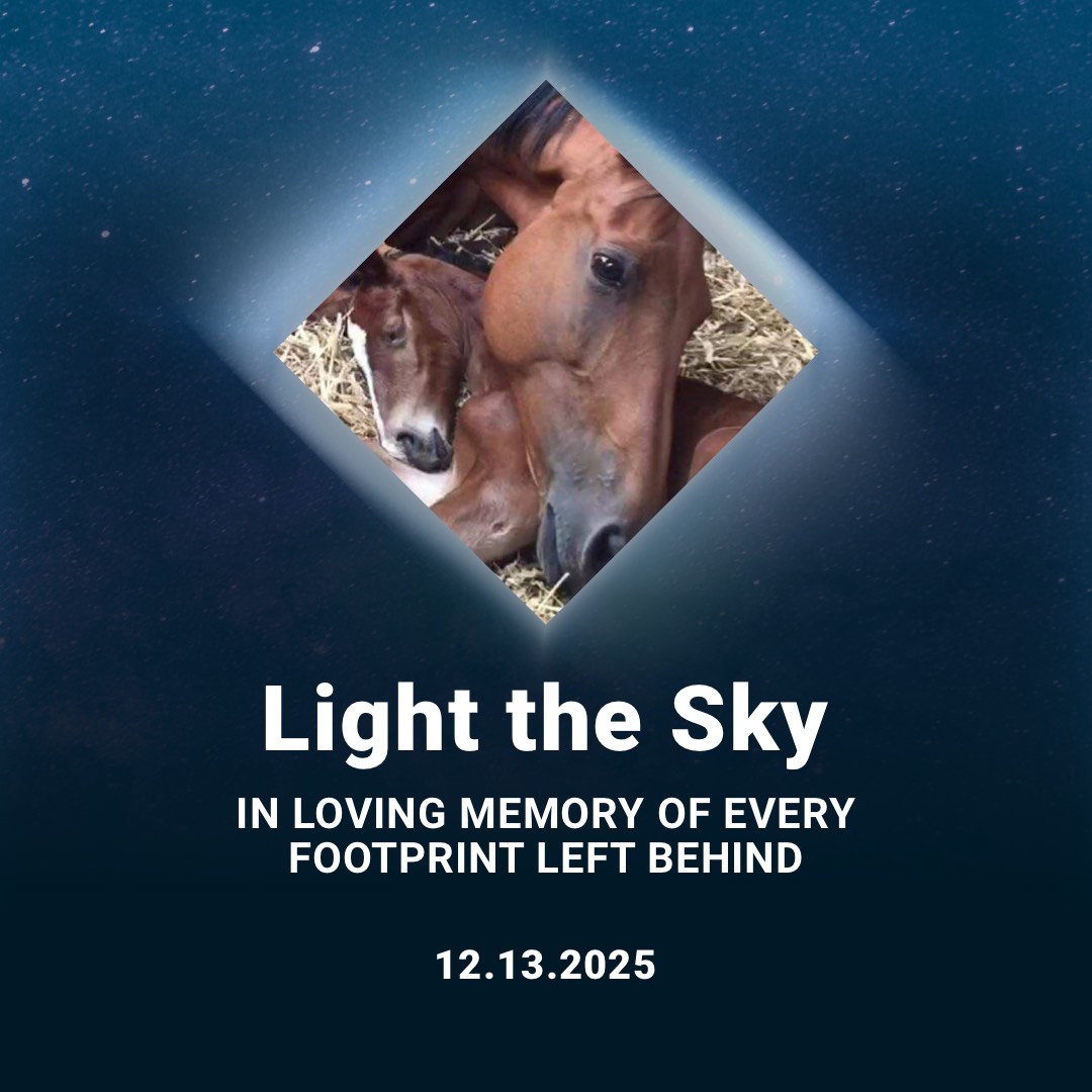 Animals Angels tweet media