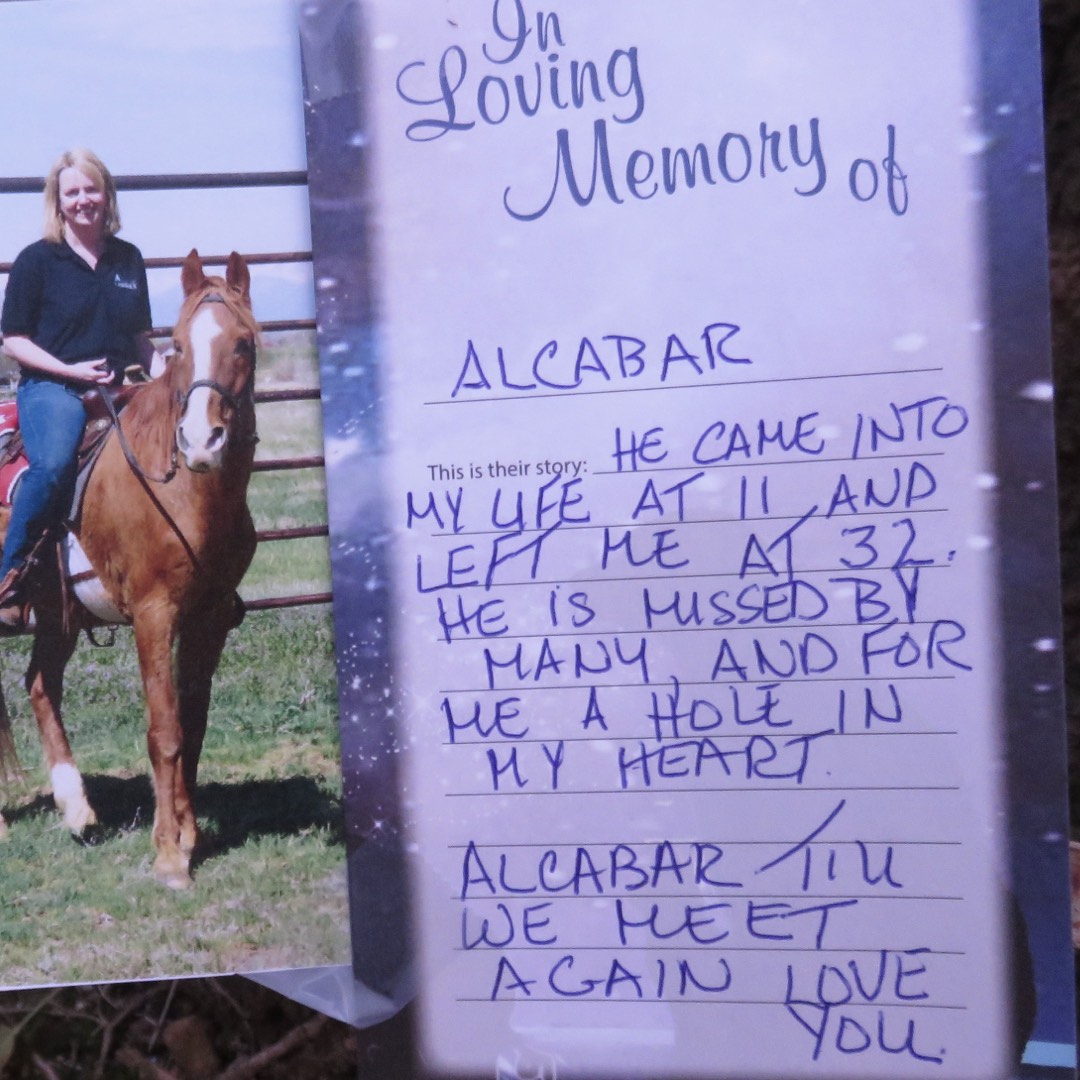 Animals Angels tweet media