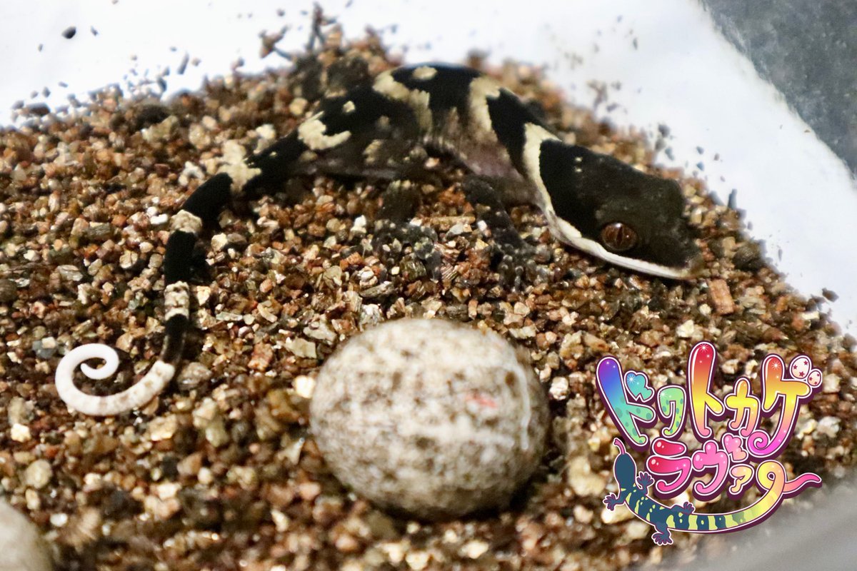 ニューギニアオオホソユビヤモリ孵化

数年飼ってようやく1匹繁殖😂😂😂