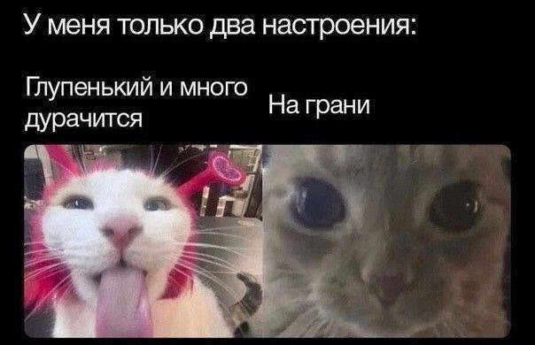 Шиза&База tweet media