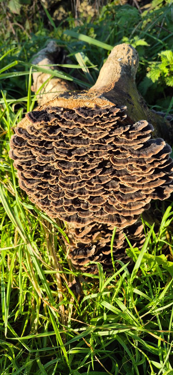 The magic of mushrooms!