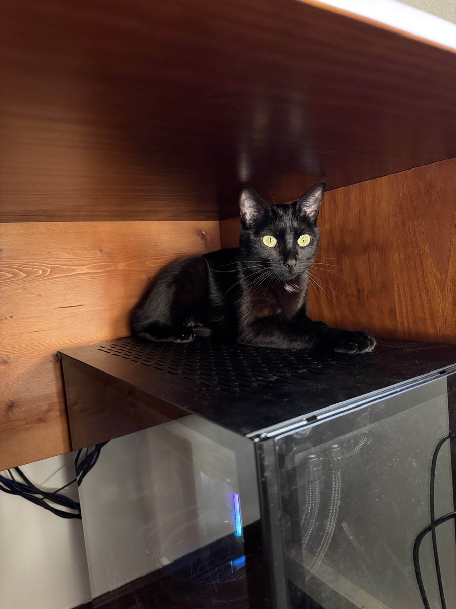 fREQUENCYCS's tweet image. Stresstesting a client&apos;s 14900k and the cat hopped on the PC😂