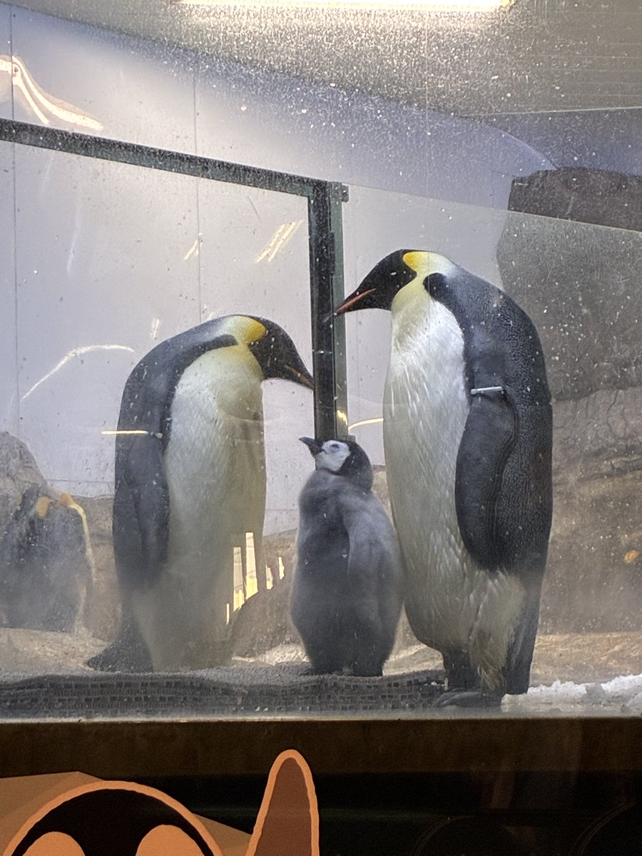 アツリン (@giko91) / Posts / X