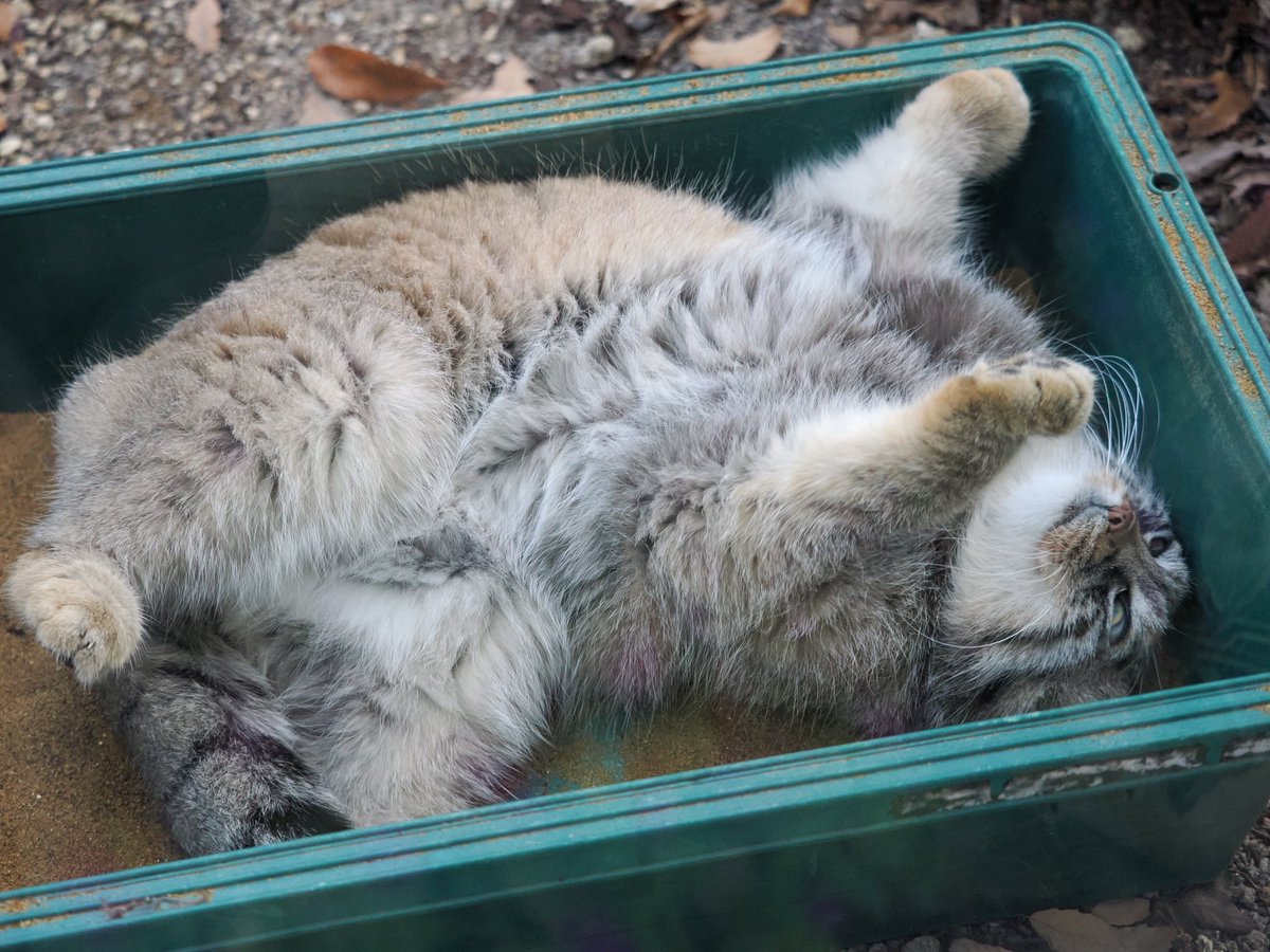 さな (@sana_sanan0) / Posts / X