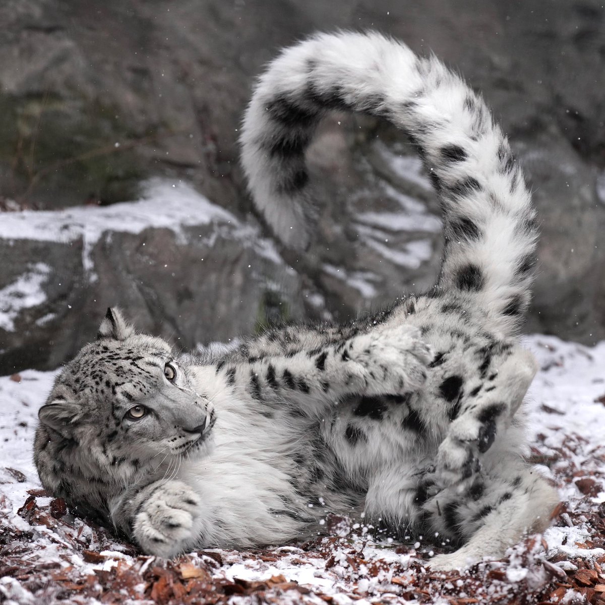 rikunow's tweet image. 尻尾ぐりん