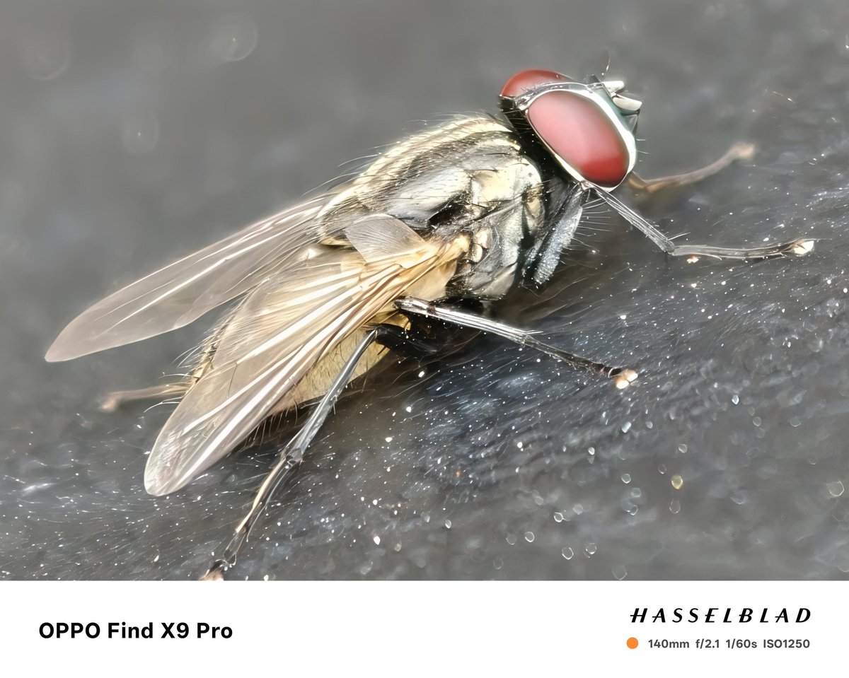 JyotiPratik's tweet image. My attempt at macro photography was a bit of a fly-by-night operation! 📸 Caught this before my subject🪰literally flew away Stability? Who needs it when you have charm! 😉 What&apos;s your take? #macros #OPPOFindX9  #macros #OPPOFindX9 #oppofindx9pro @OPPOIndia #oppofindx9series