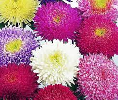 🌸11월 28일 탄생화는 과꽃입니다.
꽃말로 '추억'을 갖고있습니다.
금일 비밀의 화원을 오픈했습니다.x.com/Bar_Hwa_/statu…