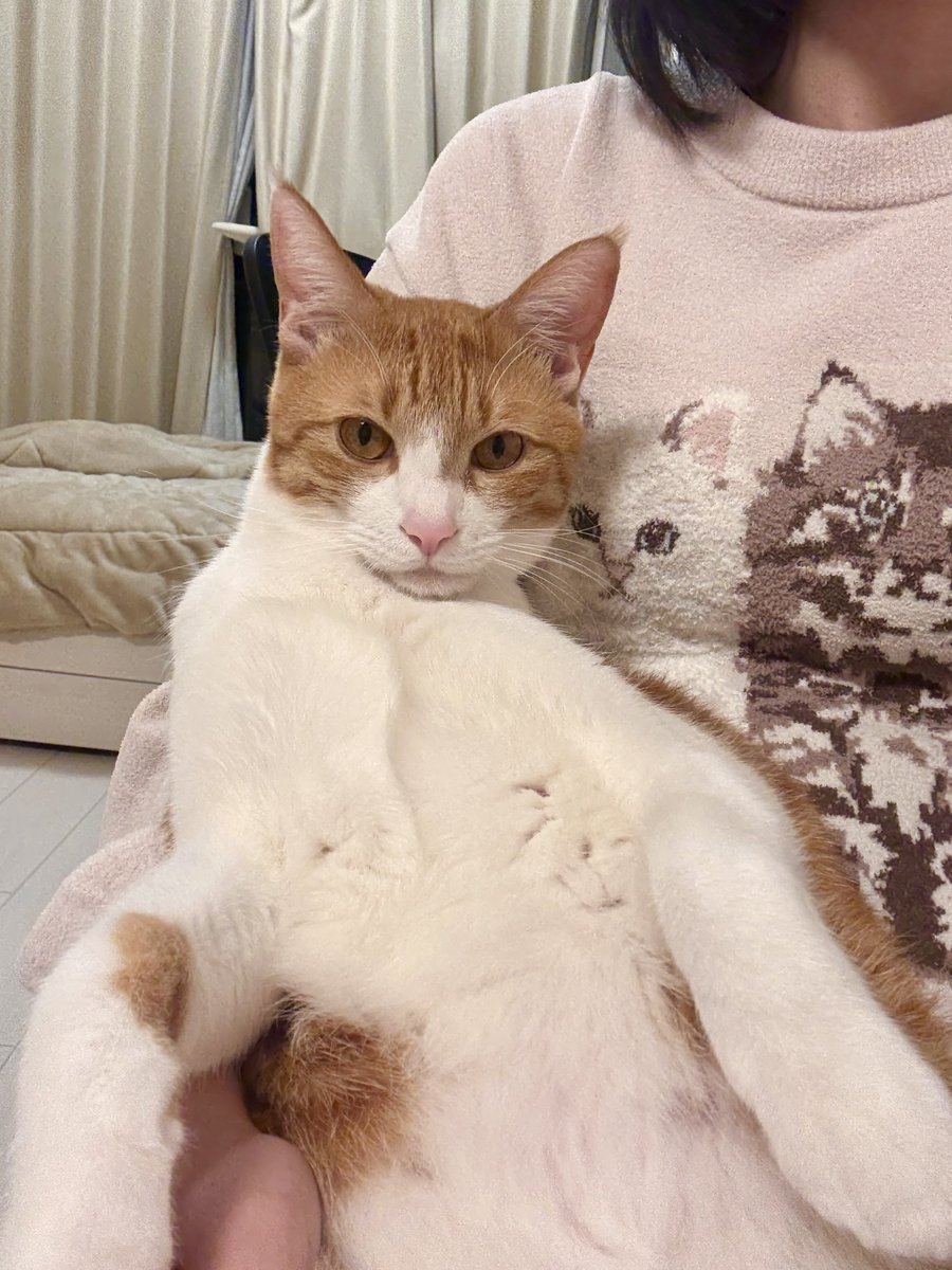 ちくわ🐾 (@tadanekogasuki) / Posts / X