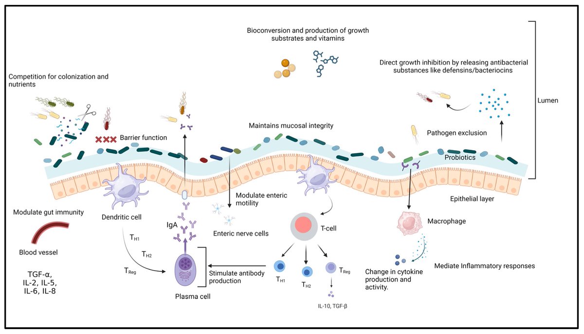 Salmonellosis: An Overview of Epidemiology, Pathogenesis, and Innovative Approaches to Mitigate the Antimicrobial Resistant Infections | Antibiotics

(mdpi.com/2079-6382/13/1…)