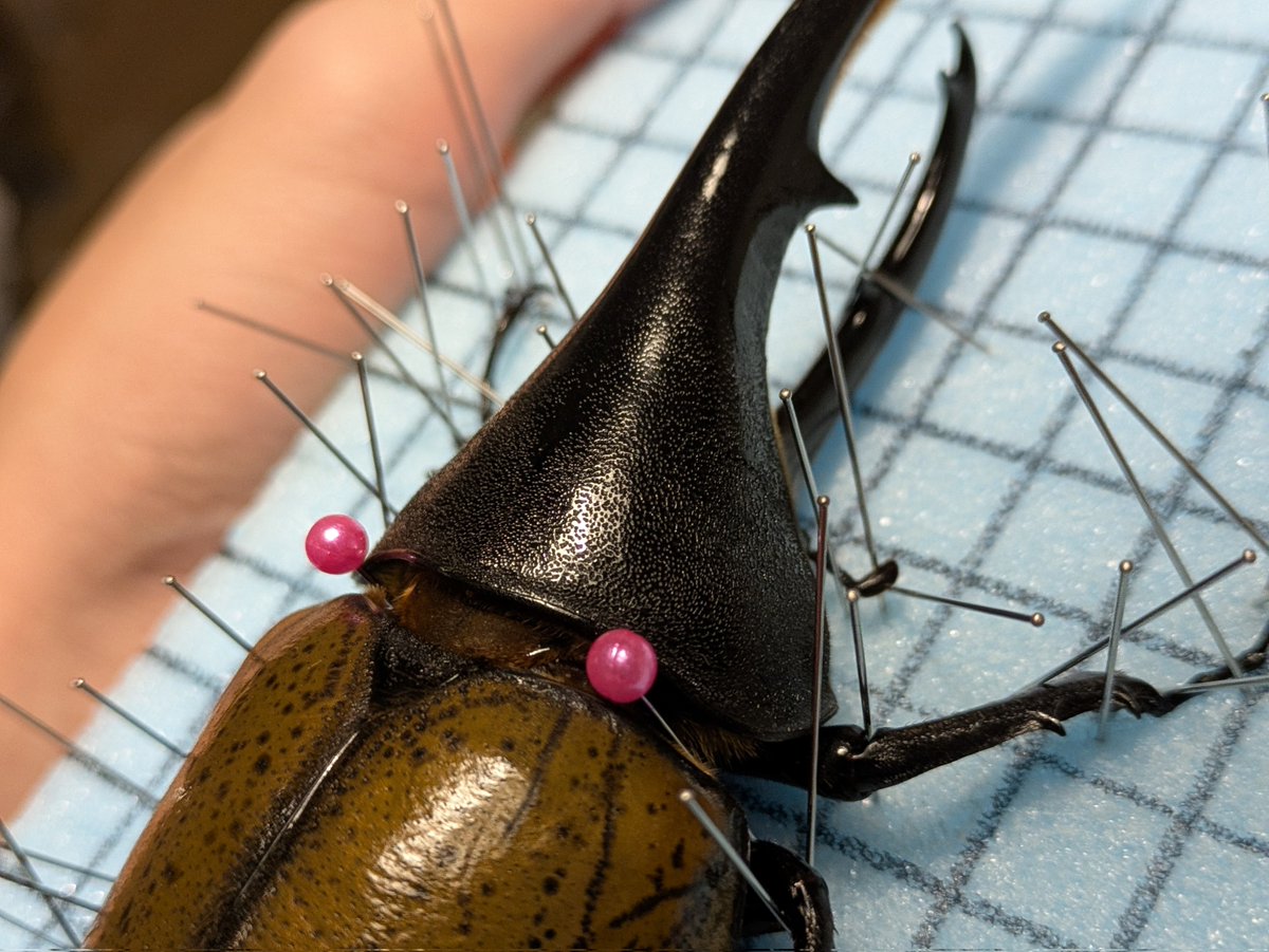 テナガコガネ (@tenaga_kogane) / Posts / X