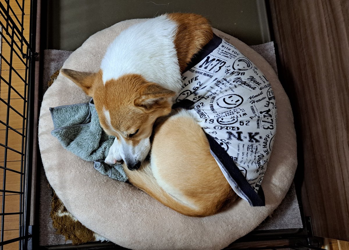 おやすみなさい～💤 またね✋🐾