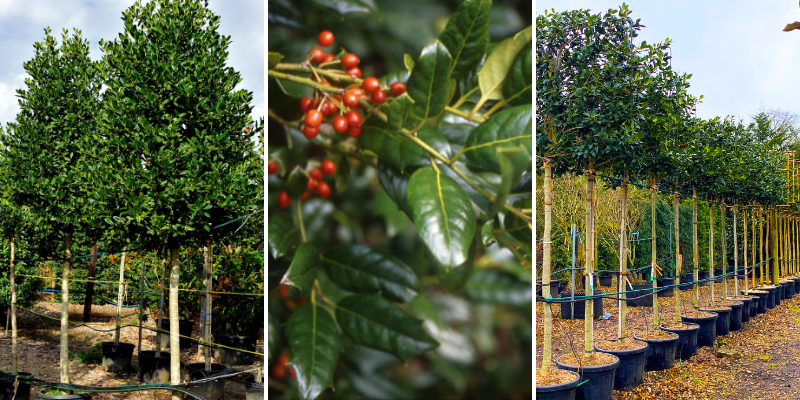 Ilex aquifolium Nellie R Stevens (Holly Nellie R Stevens) is one of our favourite evergreens with its abundant berries and attractive glossy dark green leaves.

One of the best evergreen screening trees available to plant now!

#NationalTreeWeek