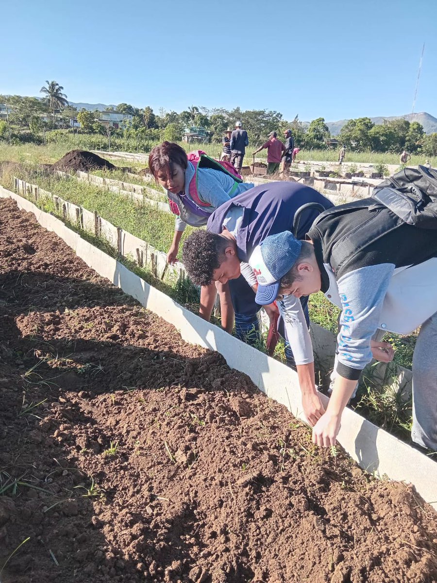 YuicenD's tweet photo. En el organopónico, no solo cultivamos alimentos, sino también autonomía y comunidad para un futuro más sostenible. @CubaMined @DiazCanelB @LHierresuelo @dpestgo @dm
e2frente #SegundoFrente https://t.co/Jf2B6pJ9XJ
