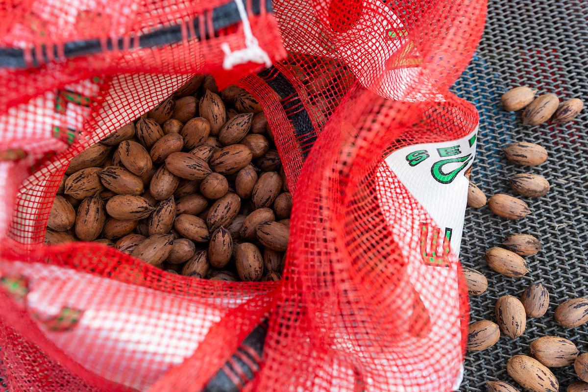 Pecan pies could be at risk this holiday season.

“Central Texas got some early rain as they came out of two years of severe or acute drought. But it turned out dry and hot broadly across the state in the latter half of the growing season,” shared Monte Nesbitt, AgriLife