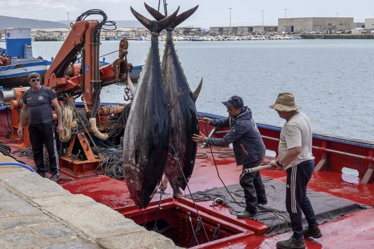 rutapesquera.com/planas-confirm…
Planas confirma una subida del 17 % en la pesca de atún rojo del Atlántico y Mediterráneo.

#Gadira #Petacachico #GrupoRicardoFuentes #cepesca