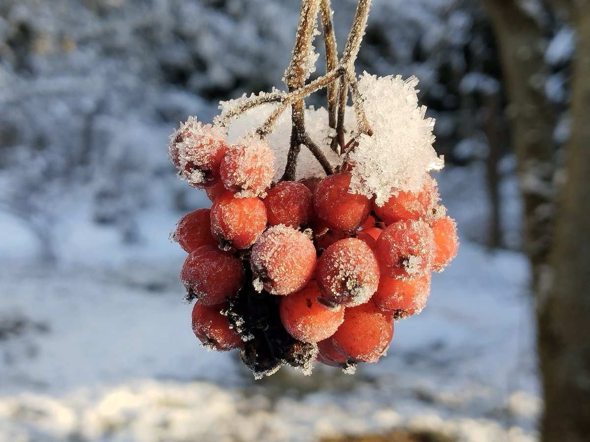 okora's tweet image. Ноябрьский дзен. Гуляй в тишине, ничего не делай. Придет весна, и трава вырастет сама по себе.