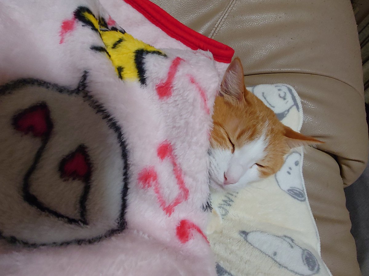 かりん tweet media