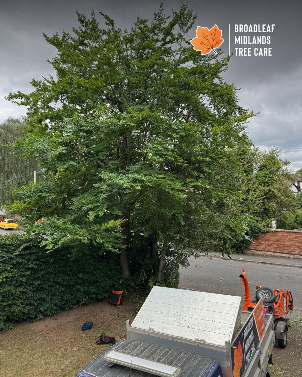 BMTCArborists's tweet image. Check out this tree reduction! We safely reduced a large beech to keep it healthy and safe. Could your tree use a trim before winter storms?

#TransformationTuesday #TreeReduction #TreeCare #SupportLocal #LoughboroughLife