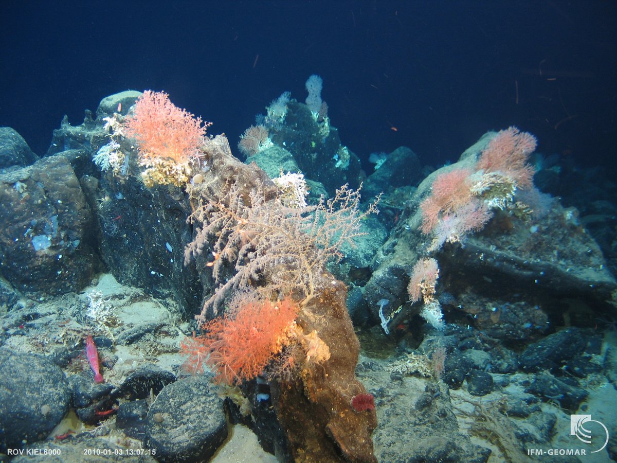 NOCnews's tweet photo. Cabo Verde seamounts oases of life🌋🐋🪸🌊

New collaborative article highlights Cabo Verde's seamounts biodiversity, ecological role and socioeconomic relevance.
@IEOoceanografia @UniBarcelona

https://t.co/CayKYmYBT8
📷 Luso/iMirabilis2/iAtlantic Project
📷 JacobGonzalez-Solis https://t.co/w23MfFia7l
