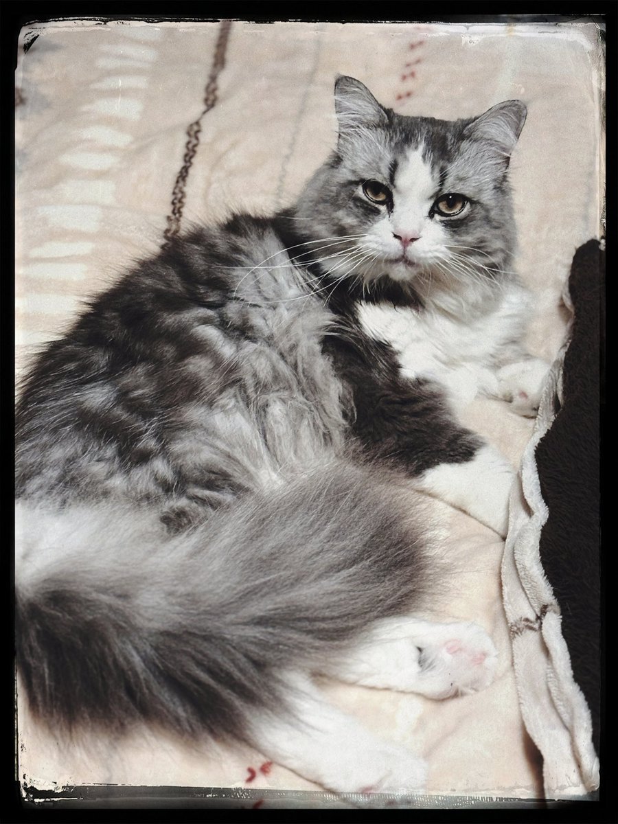 ハンサム=ↀωↀ=