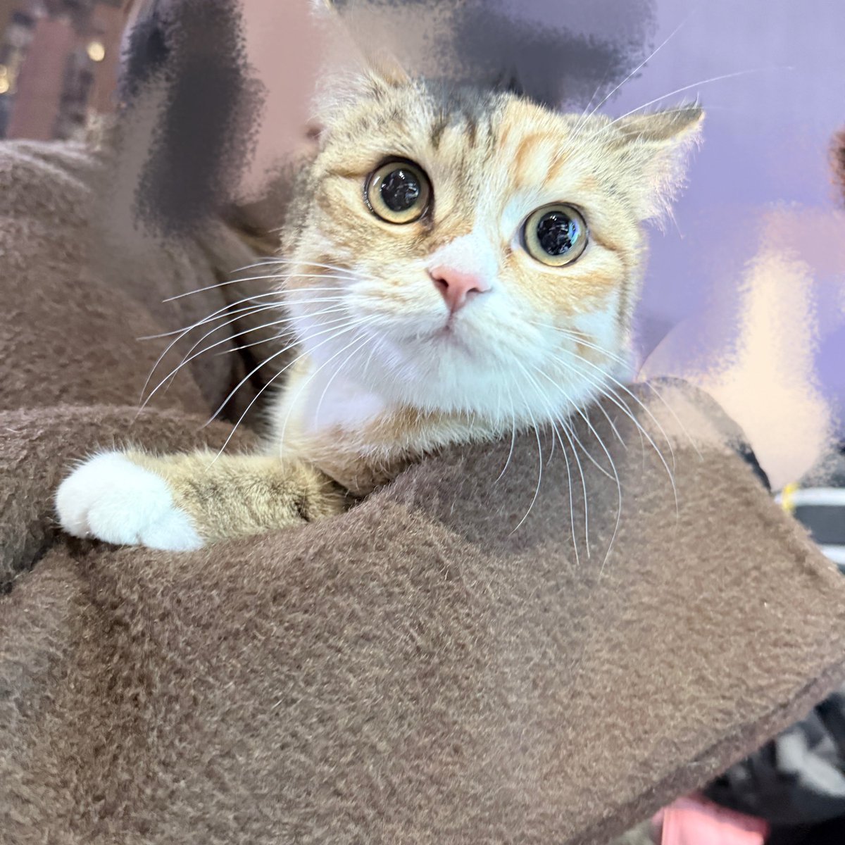 LNG_Esports's tweet image. met a new friend lol