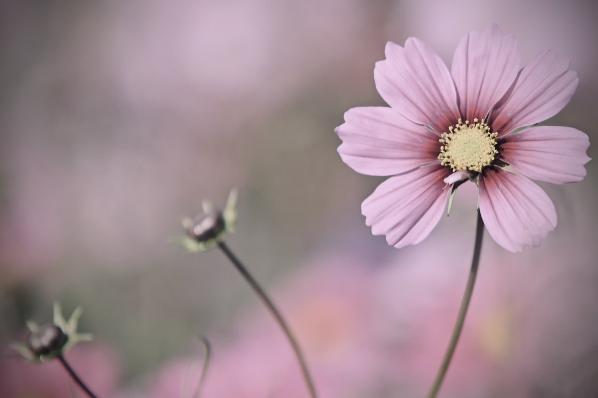 CyPm4f's tweet image. #写真好きな人と繋がりたい
秋桜は今年最後かな〜📷

鹿児島帰ろ。