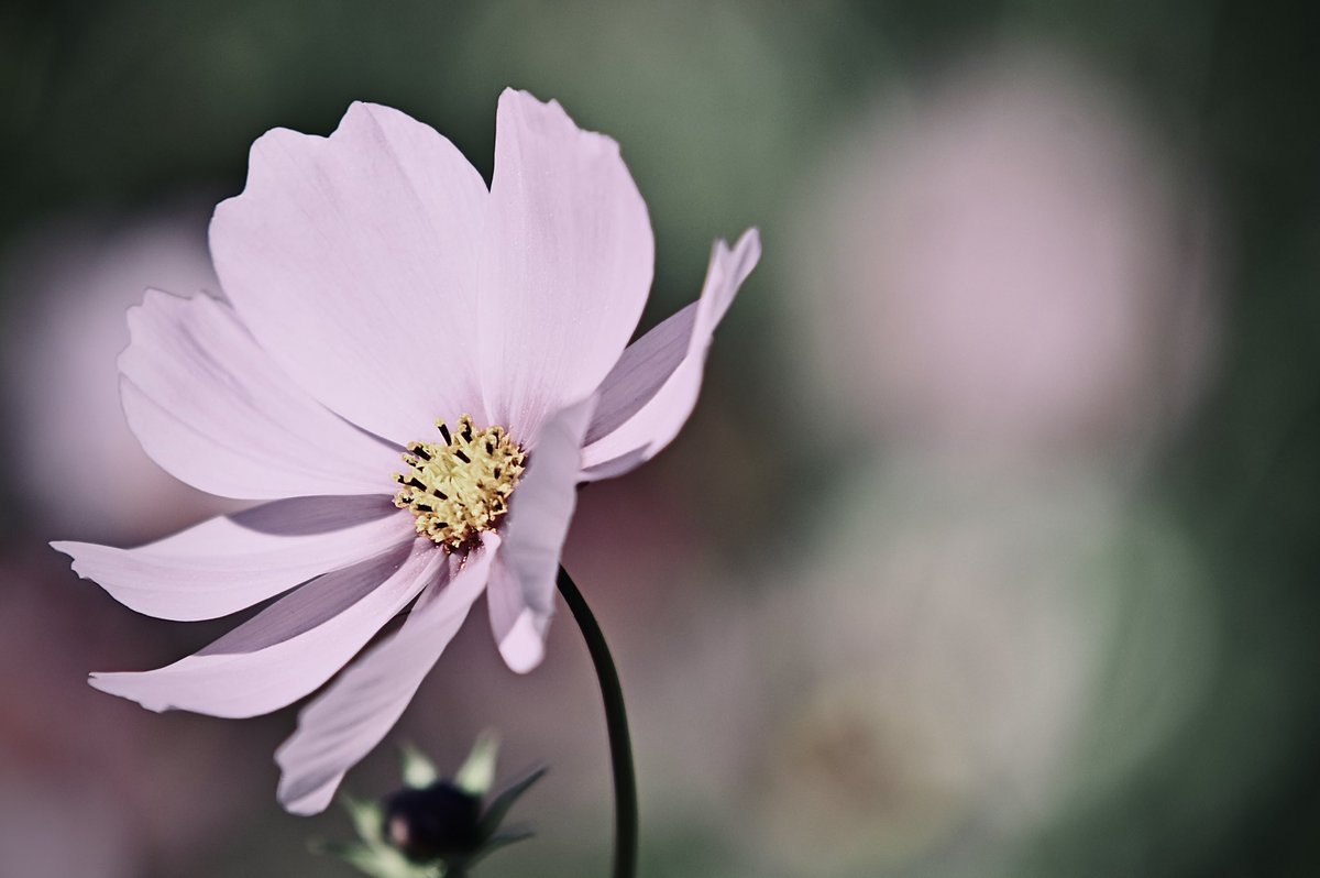 CyPm4f's tweet image. #写真好きな人と繋がりたい
秋桜は今年最後かな〜📷

鹿児島帰ろ。