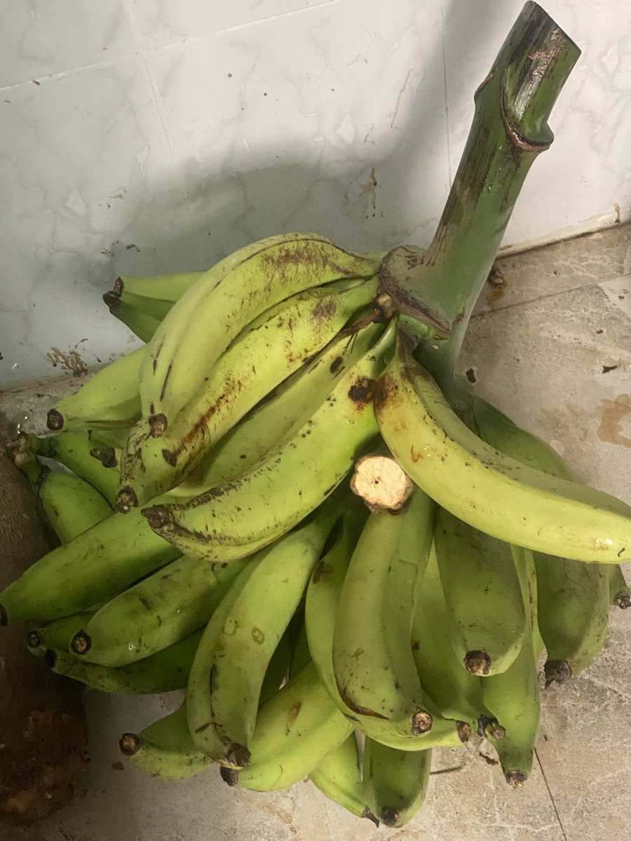 ScriptKiddd's tweet image. New plantain harvest from my garden… camera isn’t doing justice to the size.