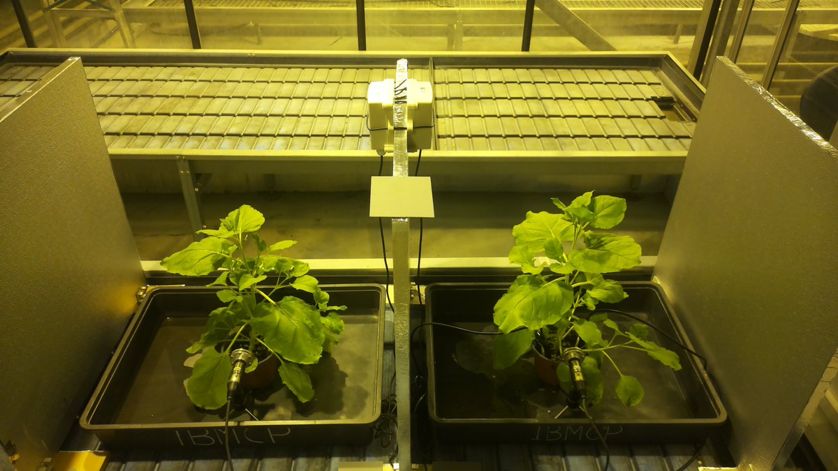 Plant Ultrasound Atlas @puaproject.bsky.social tweet media