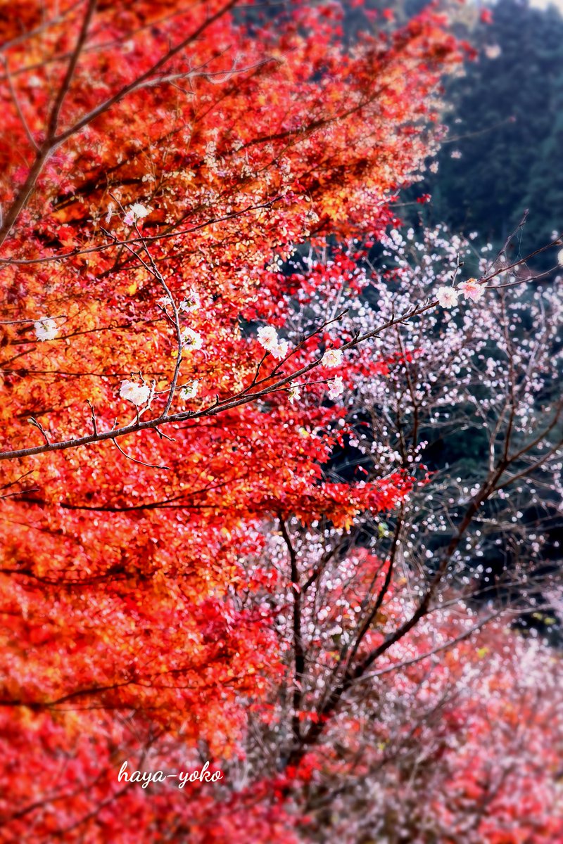 Rose50Prity's tweet image. 赤く紅葉したモミジと冬桜のコラボが美しい🍁✨️

冬桜の小さい花が粉雪の様♪

紅葉したモミジを演出していました😌💕🎶

#写真撮ってる人と繋がりたい
#マイントピア別子