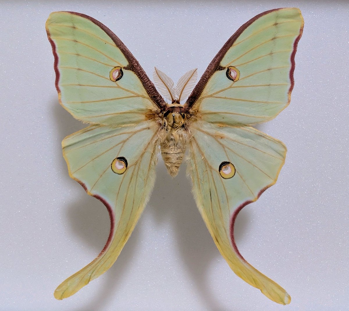 M0 (@mom0mom0mom0m00) / Posts / X