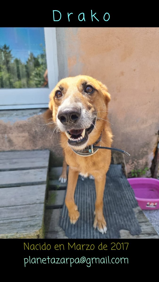 🐾 DRAKO BUSCA HOGAR 🐾
#Drako es ese perro que te mira con ojos de “yo solo quiero paz, mimos y una cama blandita”. 💛🥹
Es sociable, un poquito selectivo (como todos los que saben lo que quieren 😌), muy cariñoso e independiente.

Le encanta estar cerca, pero sin agobios;