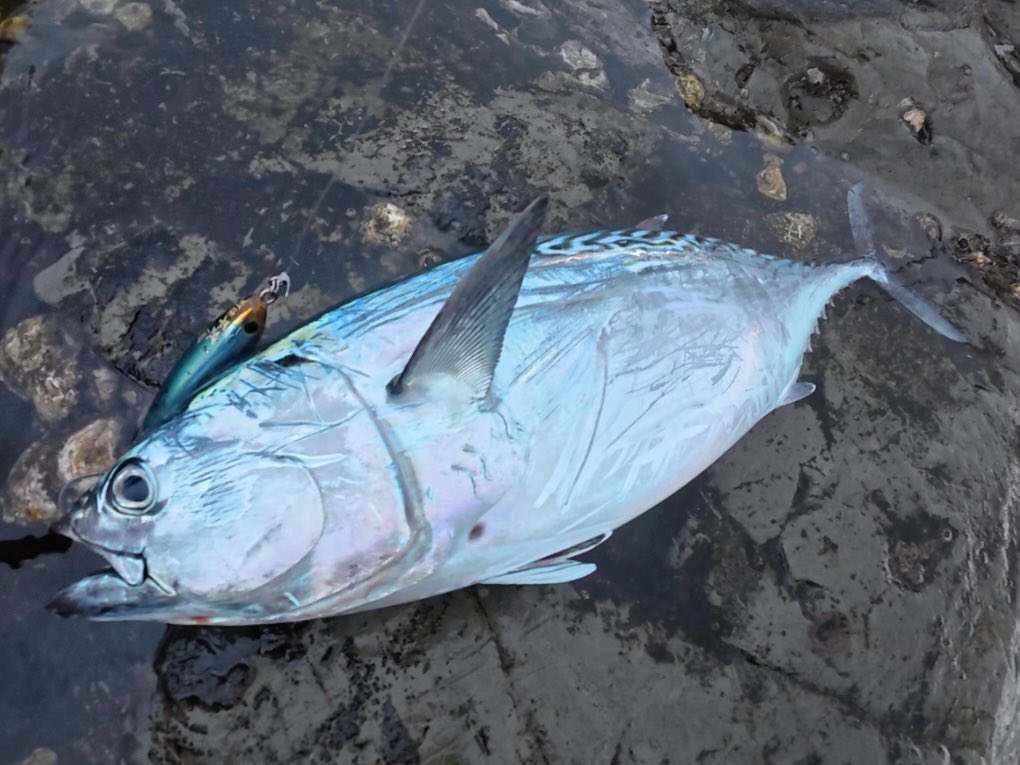 房総でもこんなの釣れるんだなあ。
4キロスマ。